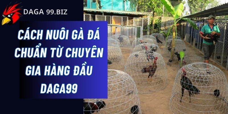 cách nuôi gà đá chuẩn