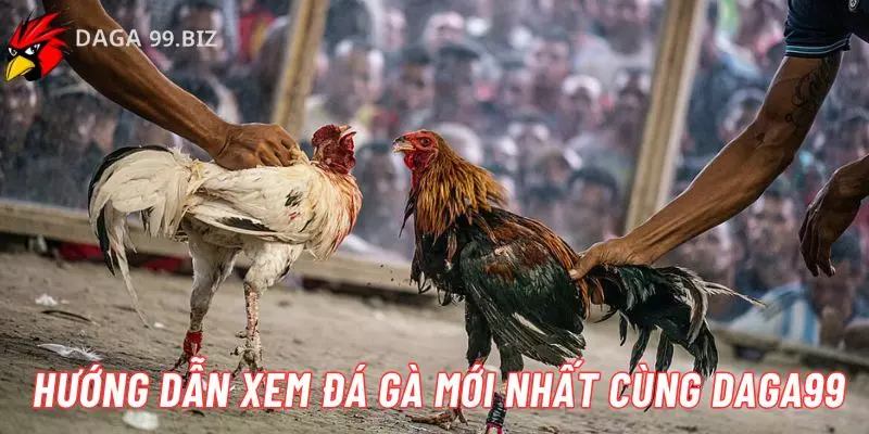 Hướng dẫn xem đá gà mới nhất