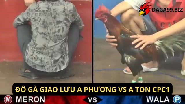 ĐÔ GÀ GIAO LƯU A PHƯƠNG VS A TON CPC1