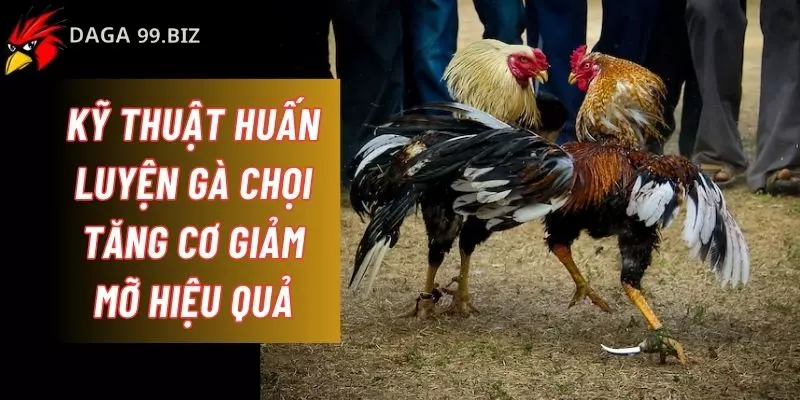 kỹ thuật huấn luyện gà chọi