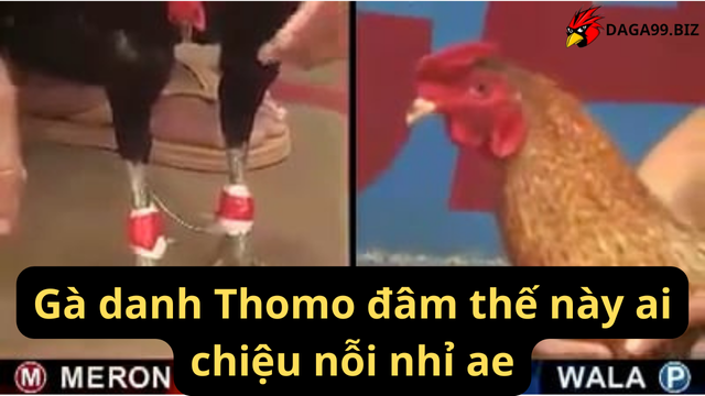 Gà danh Thomo đâm thế này ai chiệu nỗi nhỉ ae