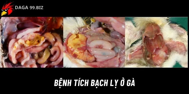 Bệnh bạch lỵ ở gà