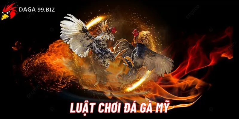 luật chơi đá gà Mỹ