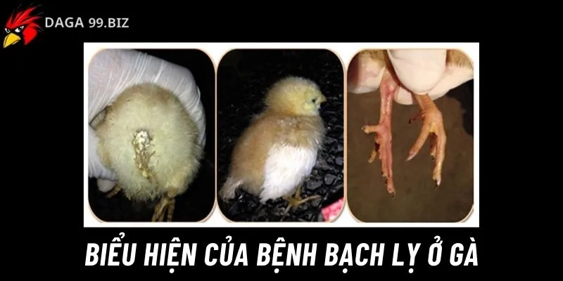 Bệnh bạch lỵ ở gà