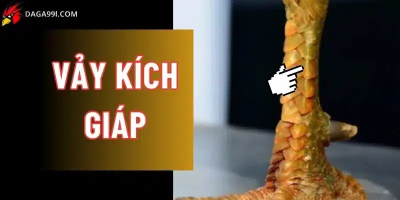 Vảy kích giáp