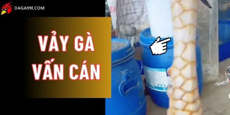 Vảy gà vấn cán