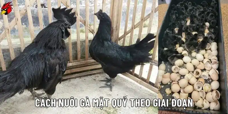 Gà mặt quỷ