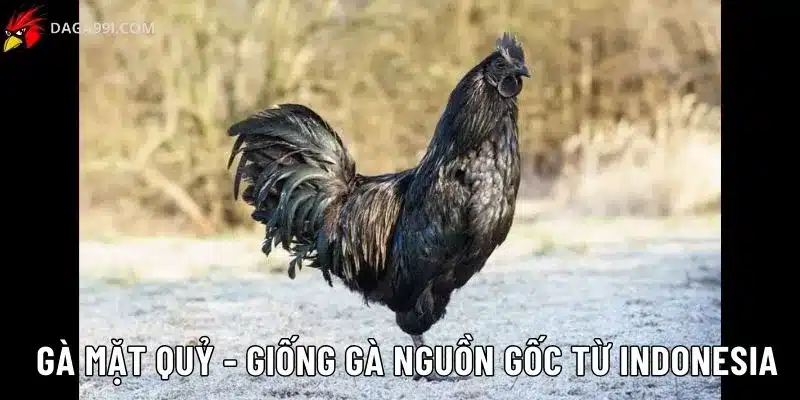 Gà mặt quỷ